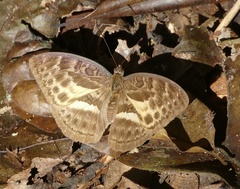 Apectinaria