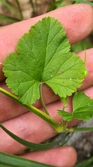 Pelargonium inodorum