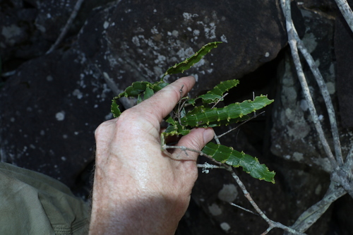 Image of Korthalsella breviarticulata by (c) Greg Tasney, some rights reserved (CC BY-SA)