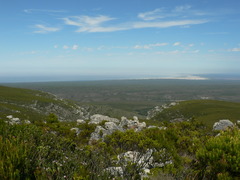 Adenandra gummifera