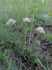 Allium denudatum