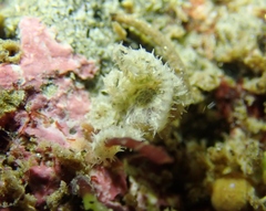 Amphiuroidea