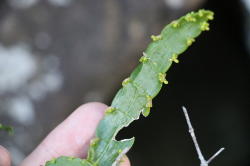 Image of Korthalsella breviarticulata by (c) Greg Tasney, some rights reserved (CC BY-SA)