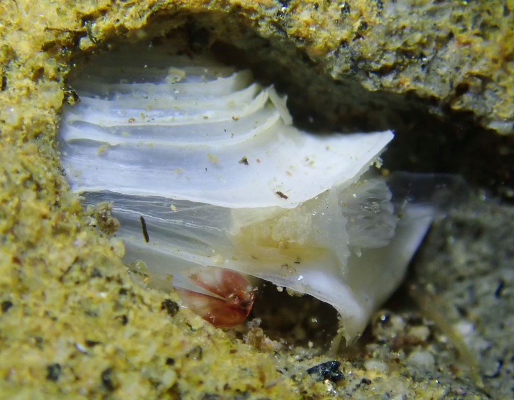 Jouannetiinae