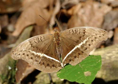 Common Yellow Glider
