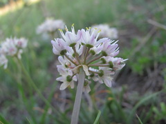 Allium denudatum
