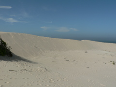 Arctotheca populifolia