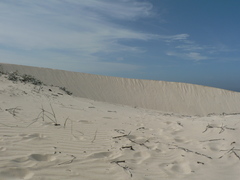 Ehrharta villosa