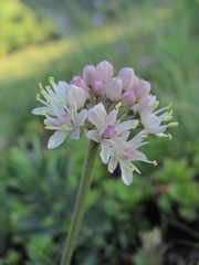 Allium denudatum