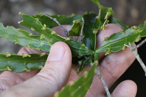 Image of Korthalsella breviarticulata by (c) Greg Tasney, some rights reserved (CC BY-SA)