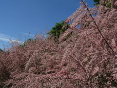 Tamarix szovitsiana
