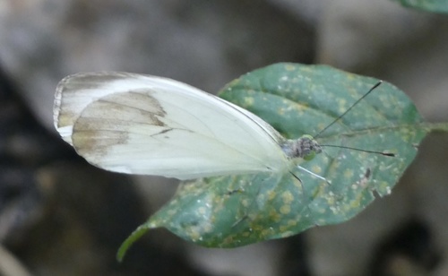Round-winged Vagrant