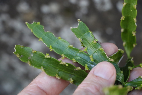 Image of Korthalsella breviarticulata by (c) Greg Tasney, some rights reserved (CC BY-SA)