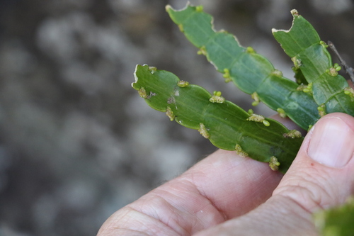 Image of Korthalsella breviarticulata by (c) Greg Tasney, some rights reserved (CC BY-SA)