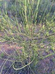 Allocasuarina luehmannii