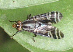Engistoneura