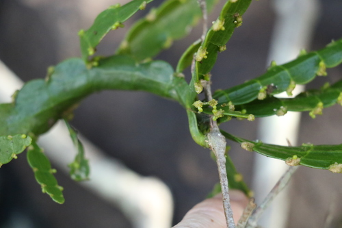 Image of Korthalsella breviarticulata by (c) Greg Tasney, some rights reserved (CC BY-SA)