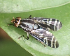 Engistoneura