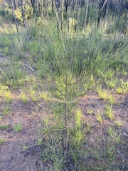 Allocasuarina luehmannii