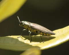 Paracupta lamberti