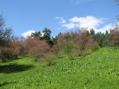 Tamarix szovitsiana