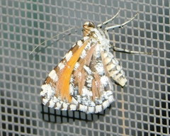 Stamnodes tessellata