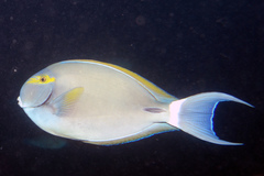 Acanthurus grammoptilus