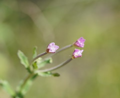 Epilobium gunnianum