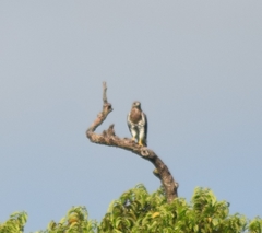 Buteo auguralis