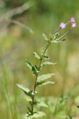 Epilobium gunnianum