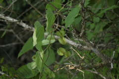 Dioscorea caucasica