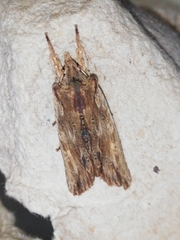 Lithophane semibrunnea