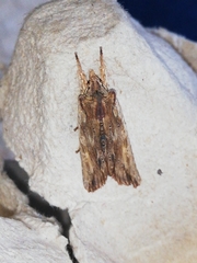 Lithophane semibrunnea