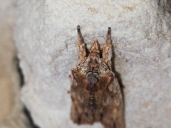 Lithophane semibrunnea