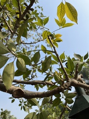Tracheophyta
