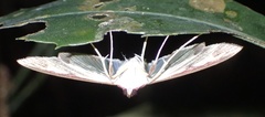 Cadarena pudoraria