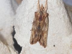 Lithophane semibrunnea