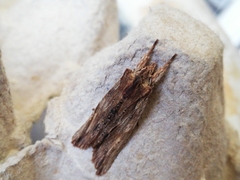 Lithophane semibrunnea