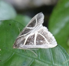 Chalciope