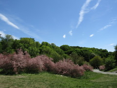 Tamarix szovitsiana