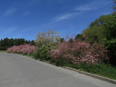 Tamarix szovitsiana