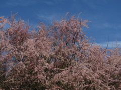 Tamarix szovitsiana