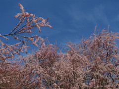 Tamarix szovitsiana