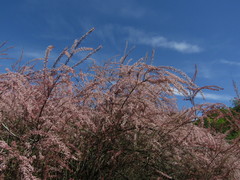 Tamarix szovitsiana