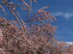 Tamarix szovitsiana
