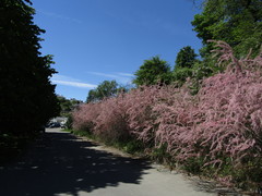 Tamarix szovitsiana