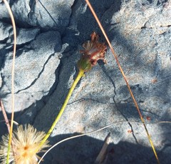Heterolepis peduncularis