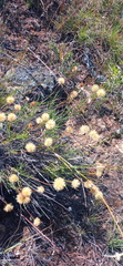 Heterolepis peduncularis