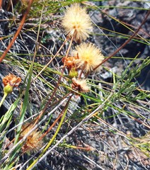 Heterolepis peduncularis