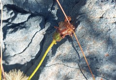 Heterolepis peduncularis